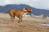 AMSTAFF ADULT 233